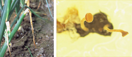 葉に付着した菌核　菌核が土中に落ちて生じたキノコ