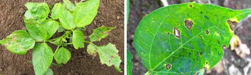 左：アズキ褐斑細菌病　右：アズキ褐斑細菌病　拡大病斑