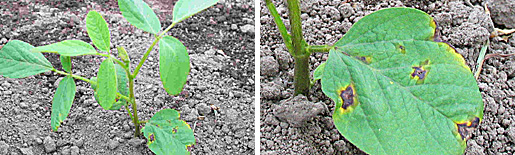 左：ダイズ斑点細菌病　右：ダイズ斑点細菌病　拡大病斑