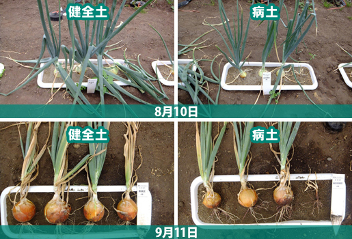 ▲(5)健全土と病土での生育の比較